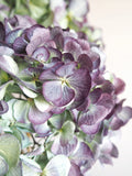 Bouquet d’hortensias