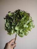 Bouquet d’hortensias